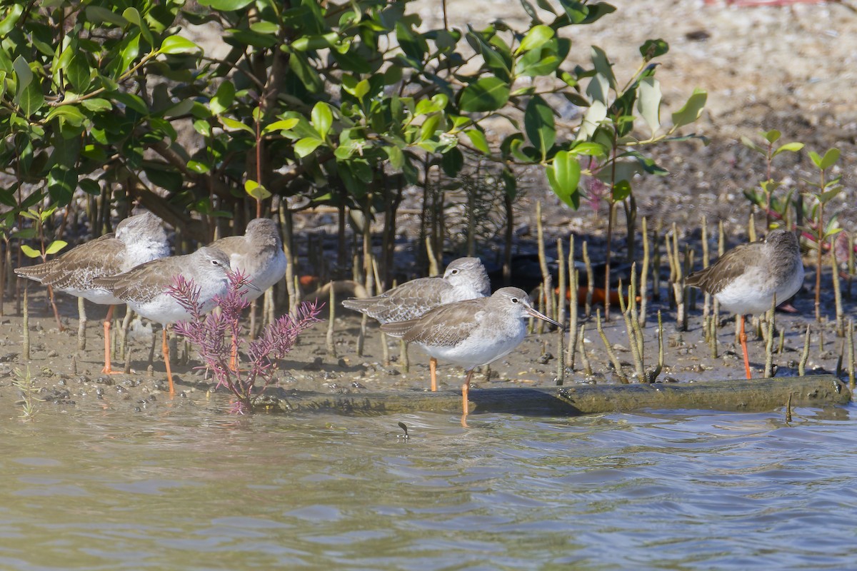 Common Greenshank - ML646036760