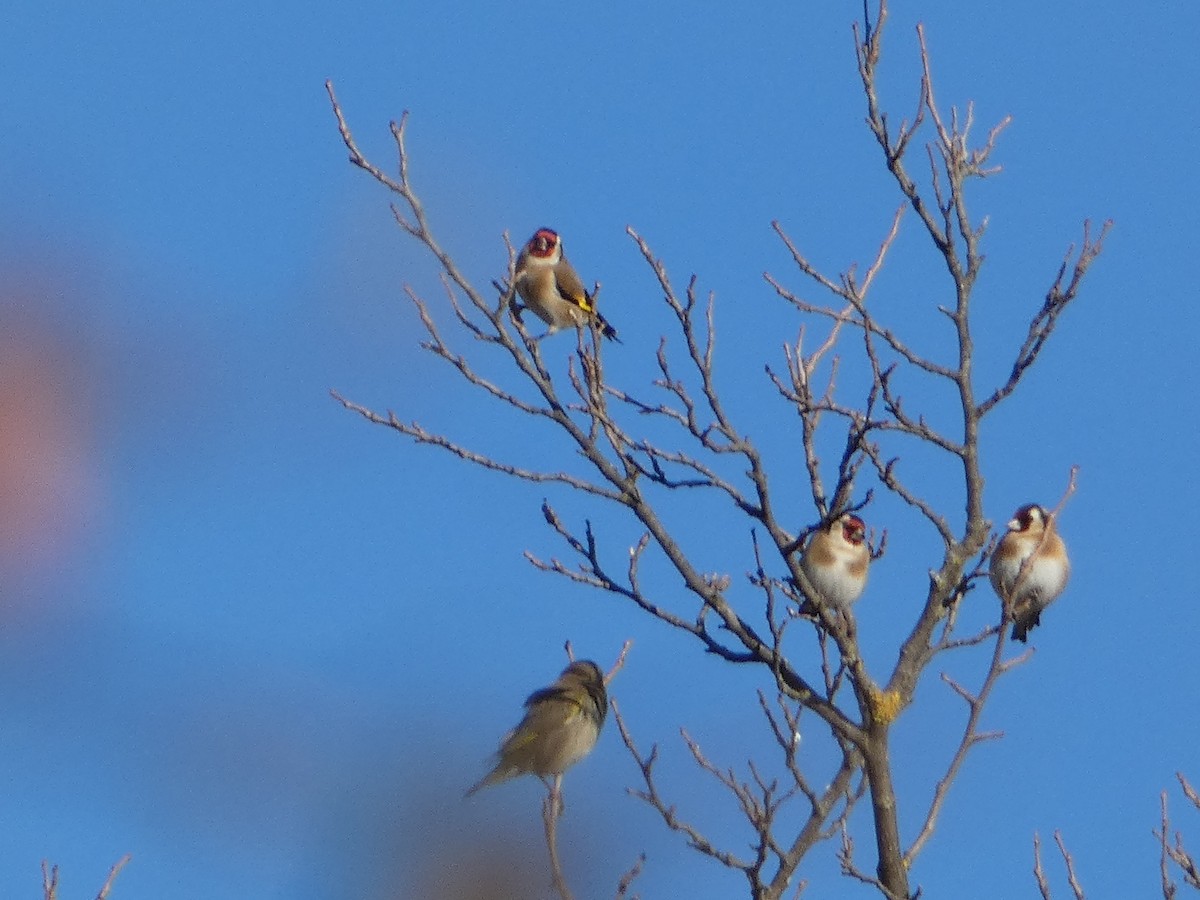 Бор бужирга - ML646036761