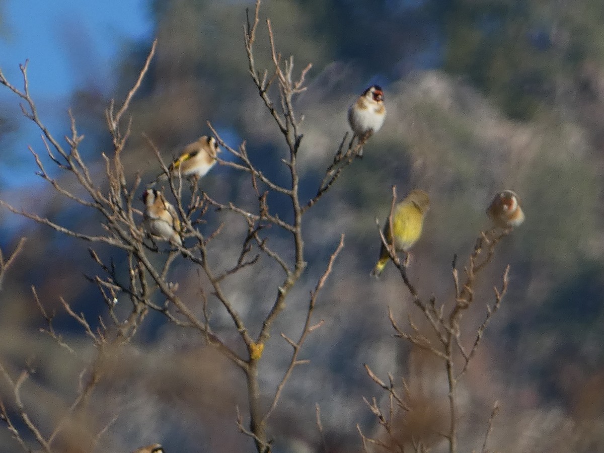 Бор бужирга - ML646036762