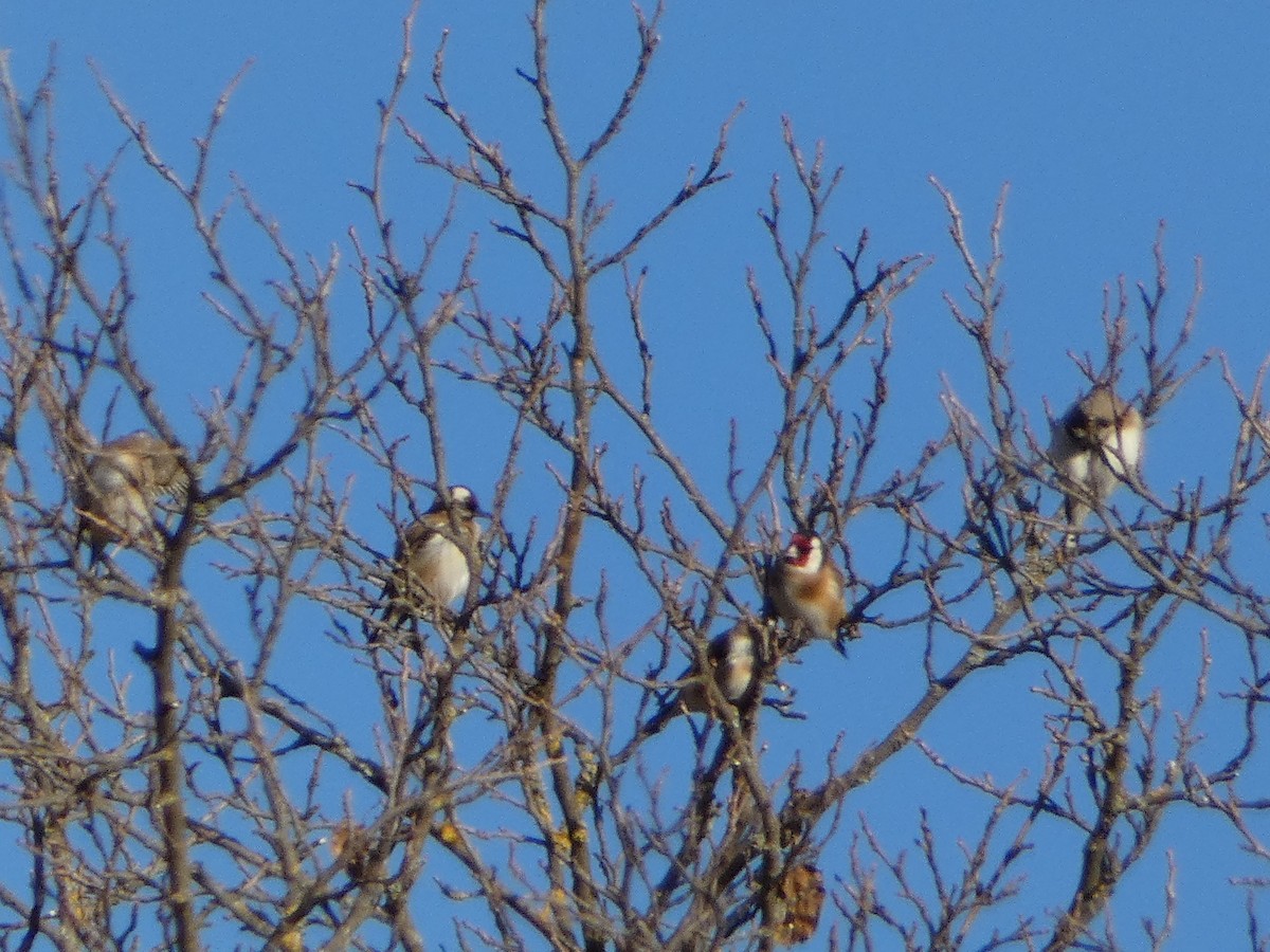 Бор бужирга - ML646036763