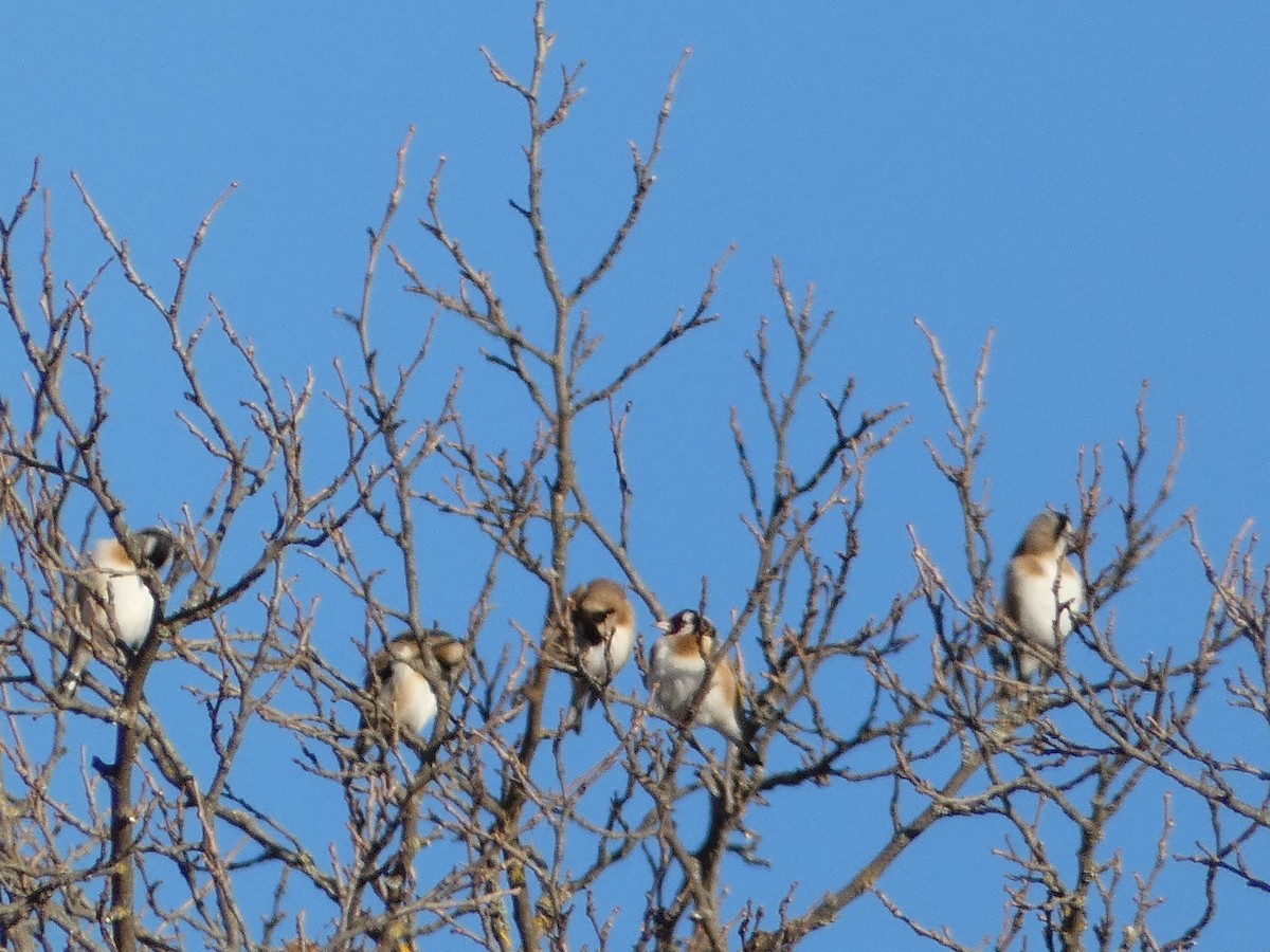 Бор бужирга - ML646036764