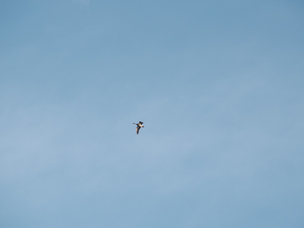 Graylag Goose - ML646036766