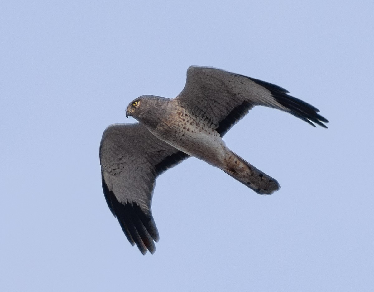 Лунь американський - ML646036767