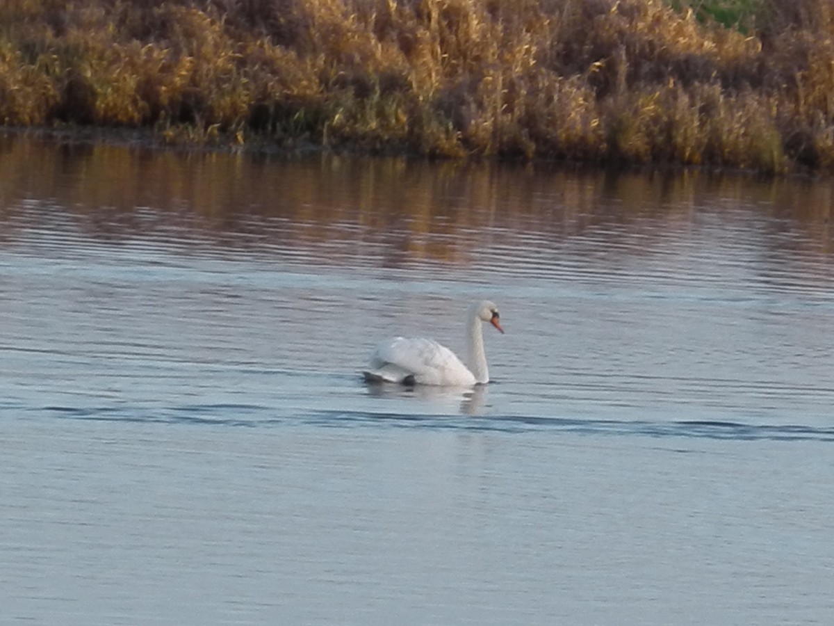 Mute Swan - ML646036769