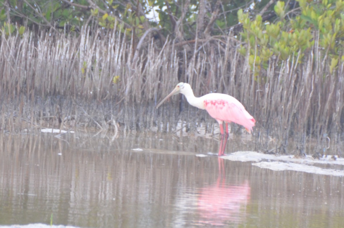 Roseate Spoonbill - ML646036771