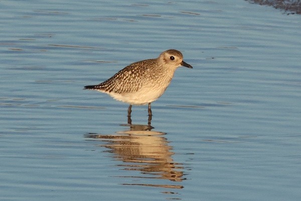 חופזי מנומר - ML646036772