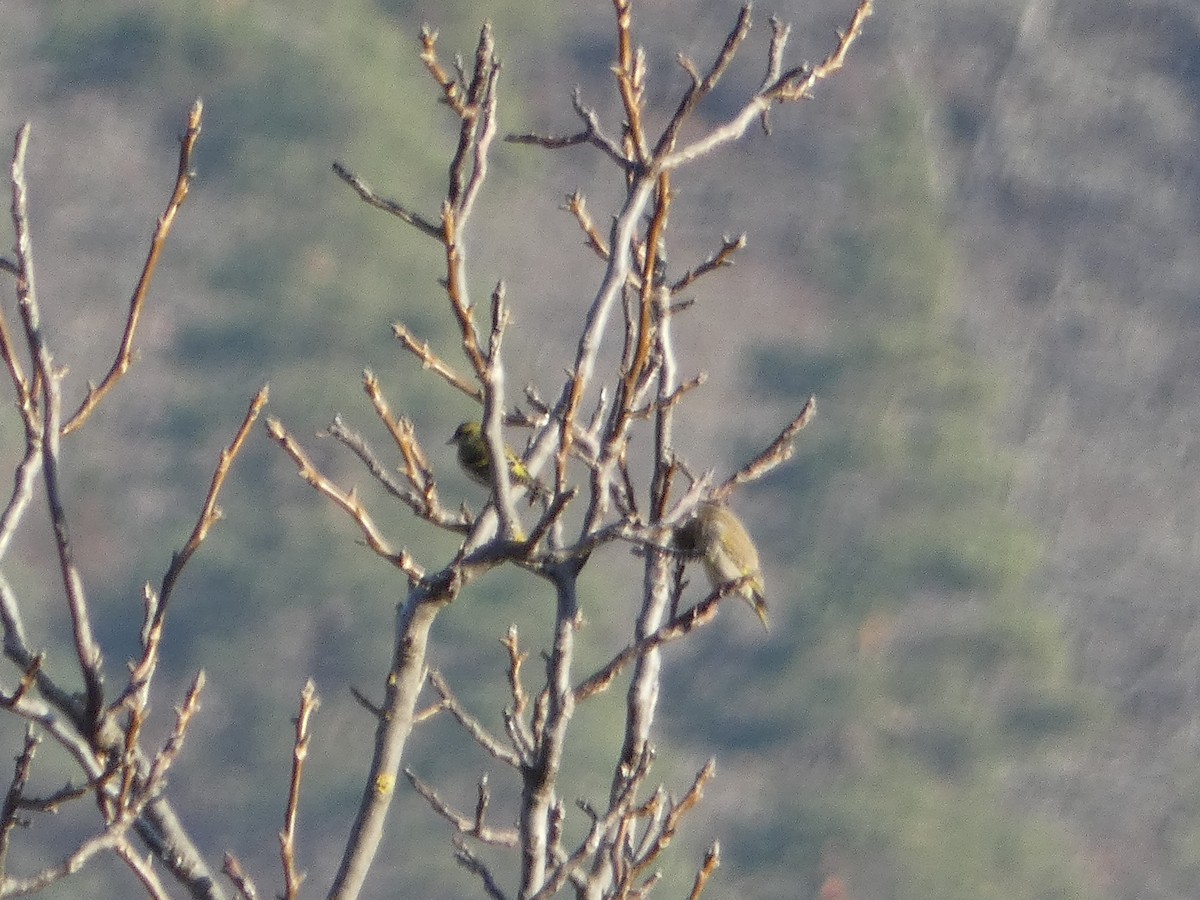 Эгэл ногоолзой - ML646036774