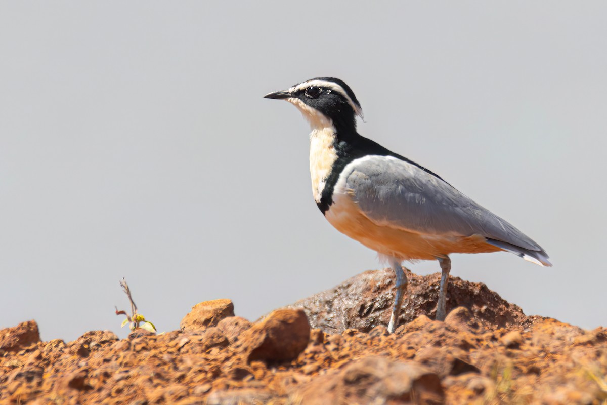 ナイルチドリ - ML646036780