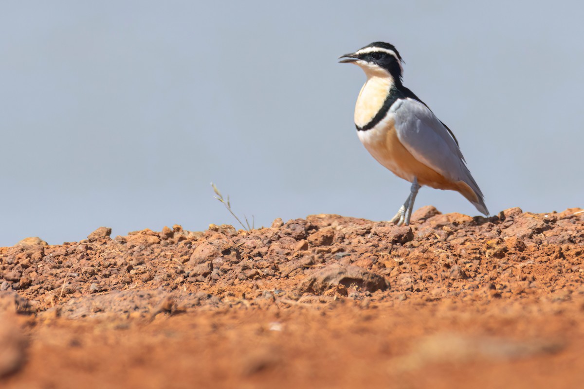 ナイルチドリ - ML646036781