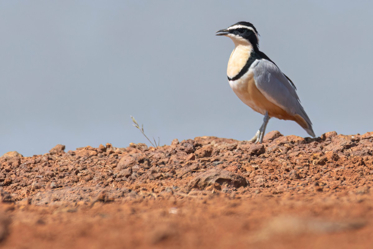 ナイルチドリ - ML646036782