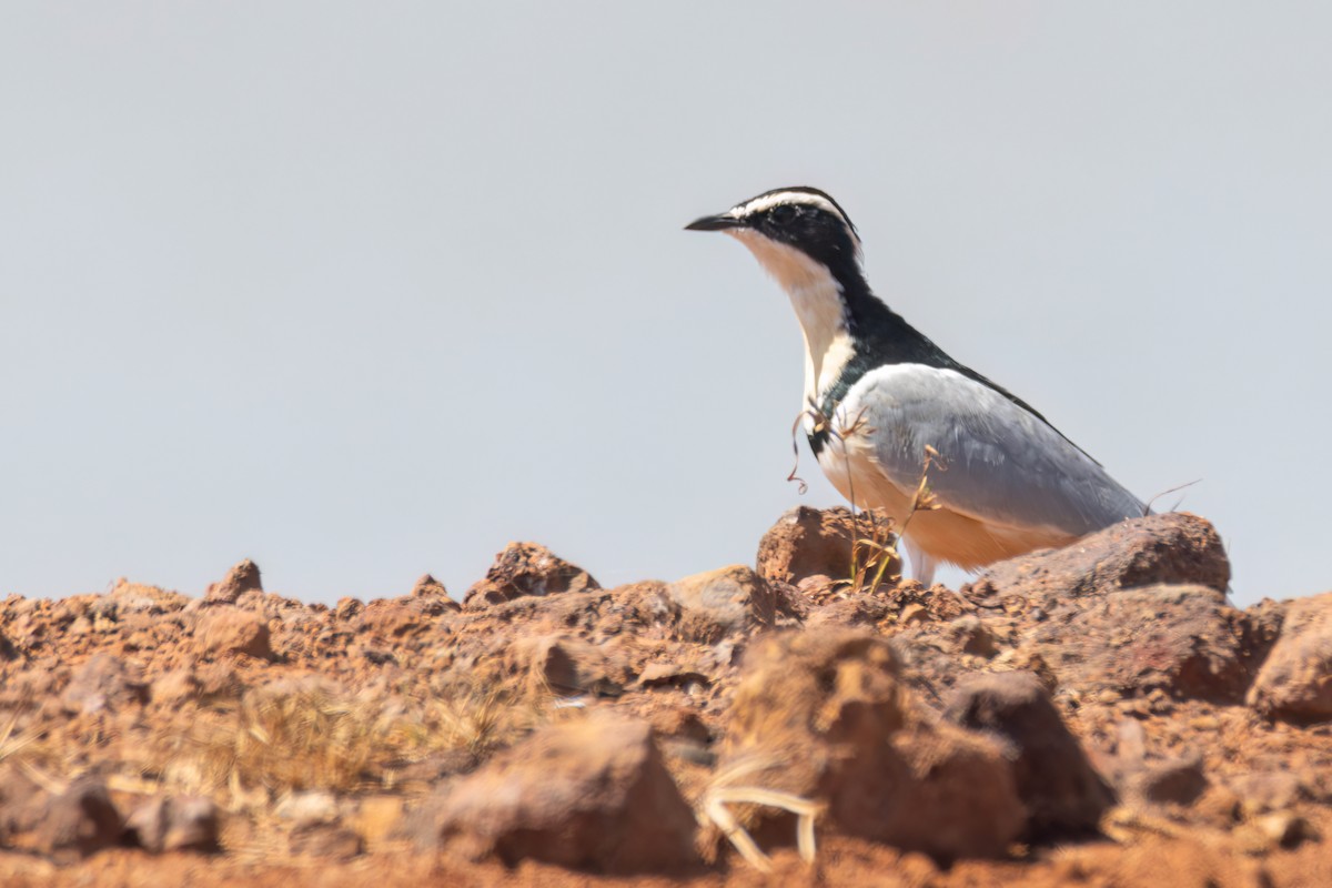 ナイルチドリ - ML646036783