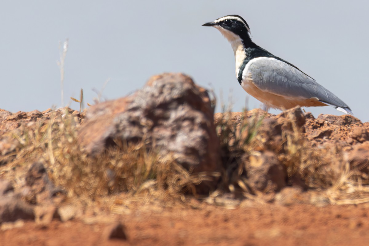 ナイルチドリ - ML646036784