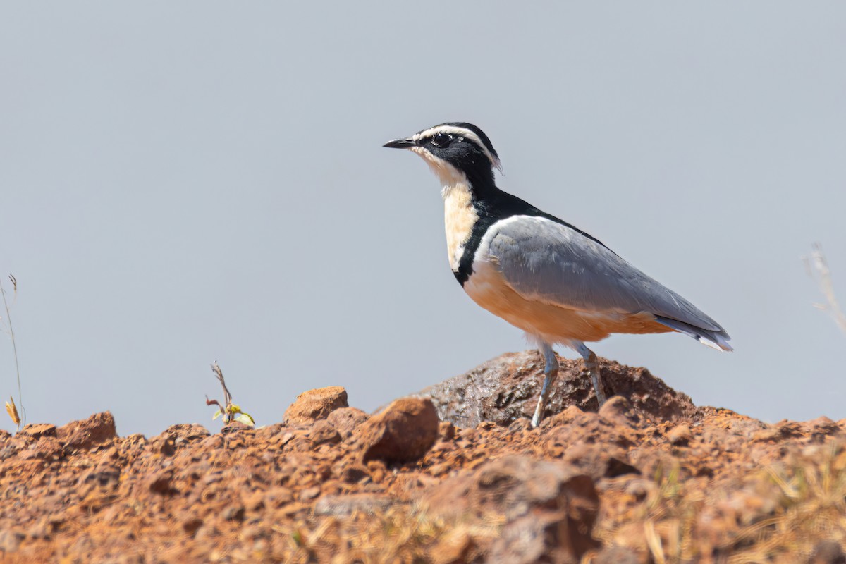 ナイルチドリ - ML646036785