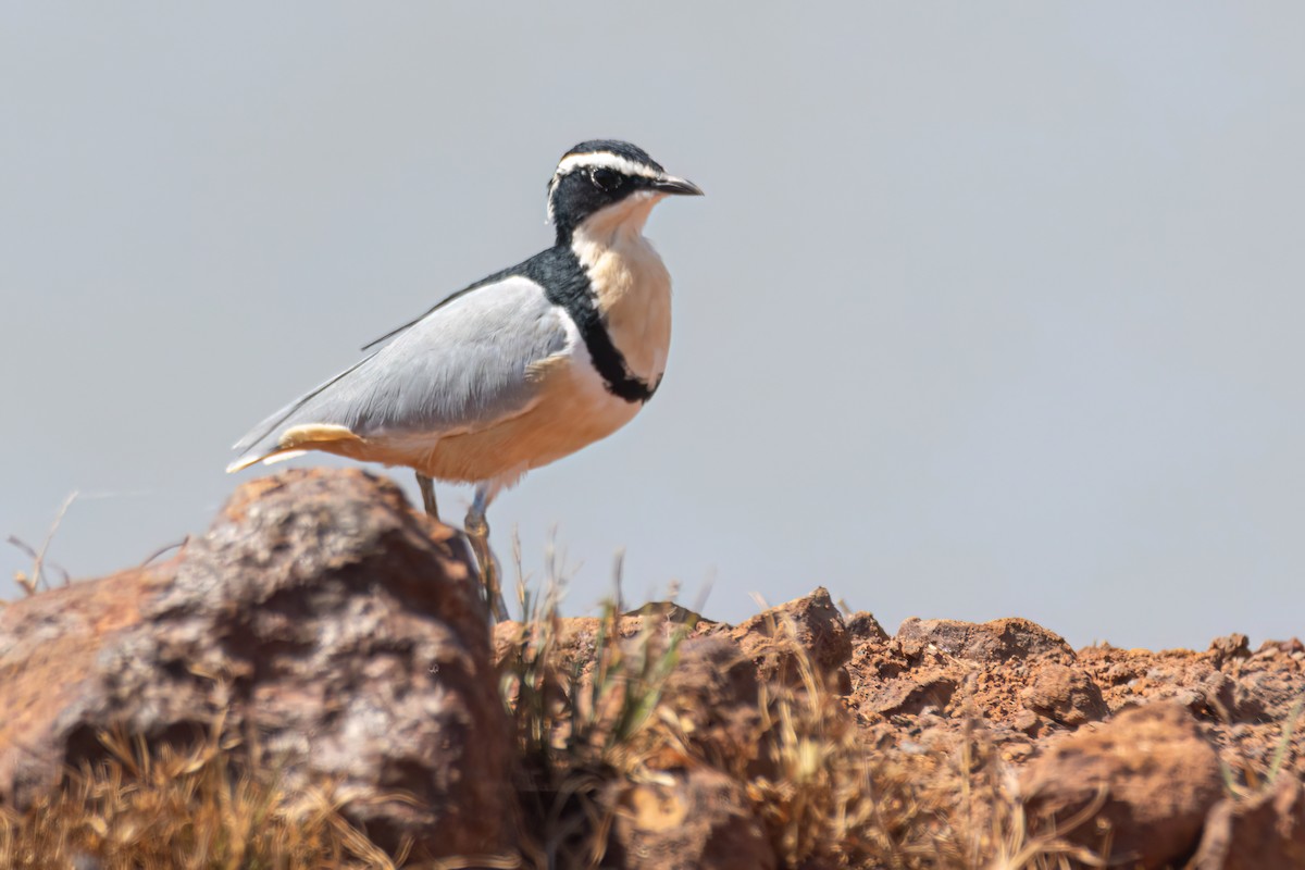 ナイルチドリ - ML646036786