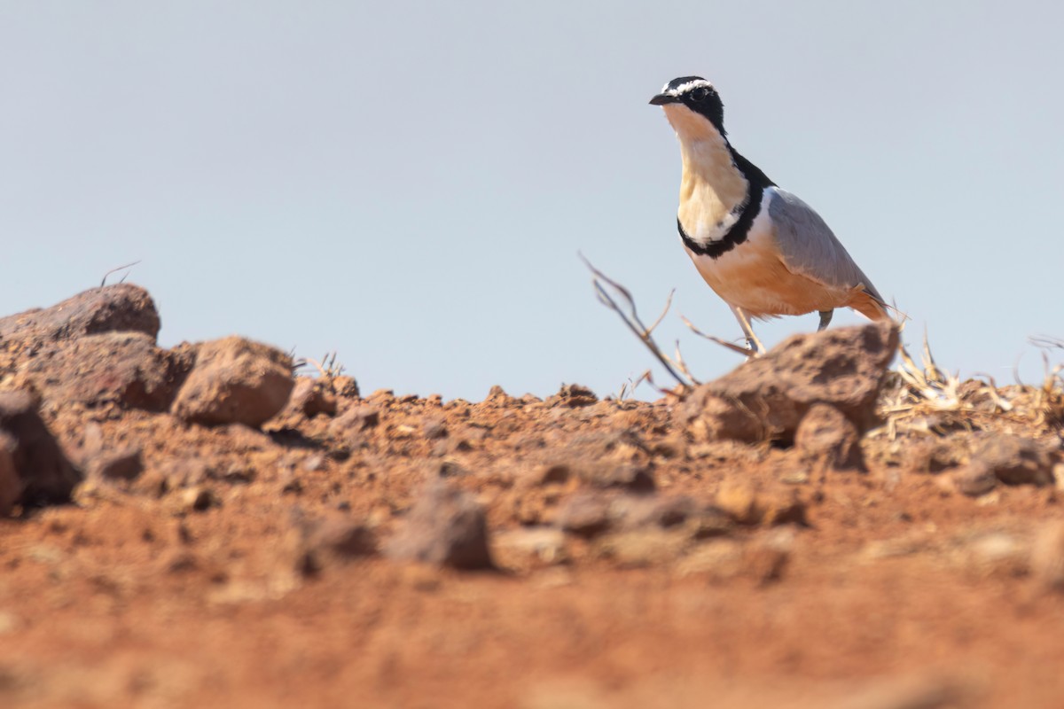 ナイルチドリ - ML646036787