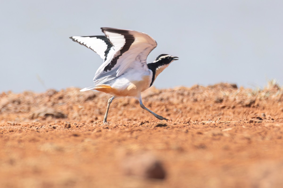 ナイルチドリ - ML646036788