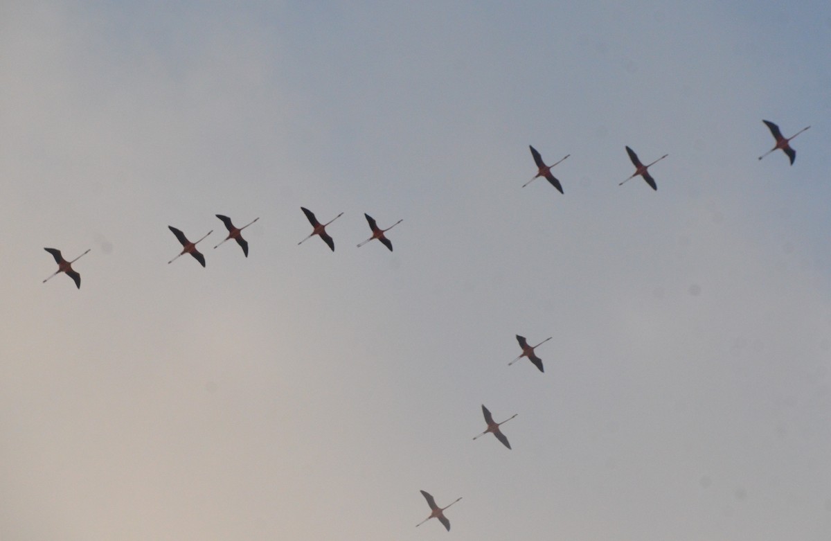 American Flamingo - ML646036789