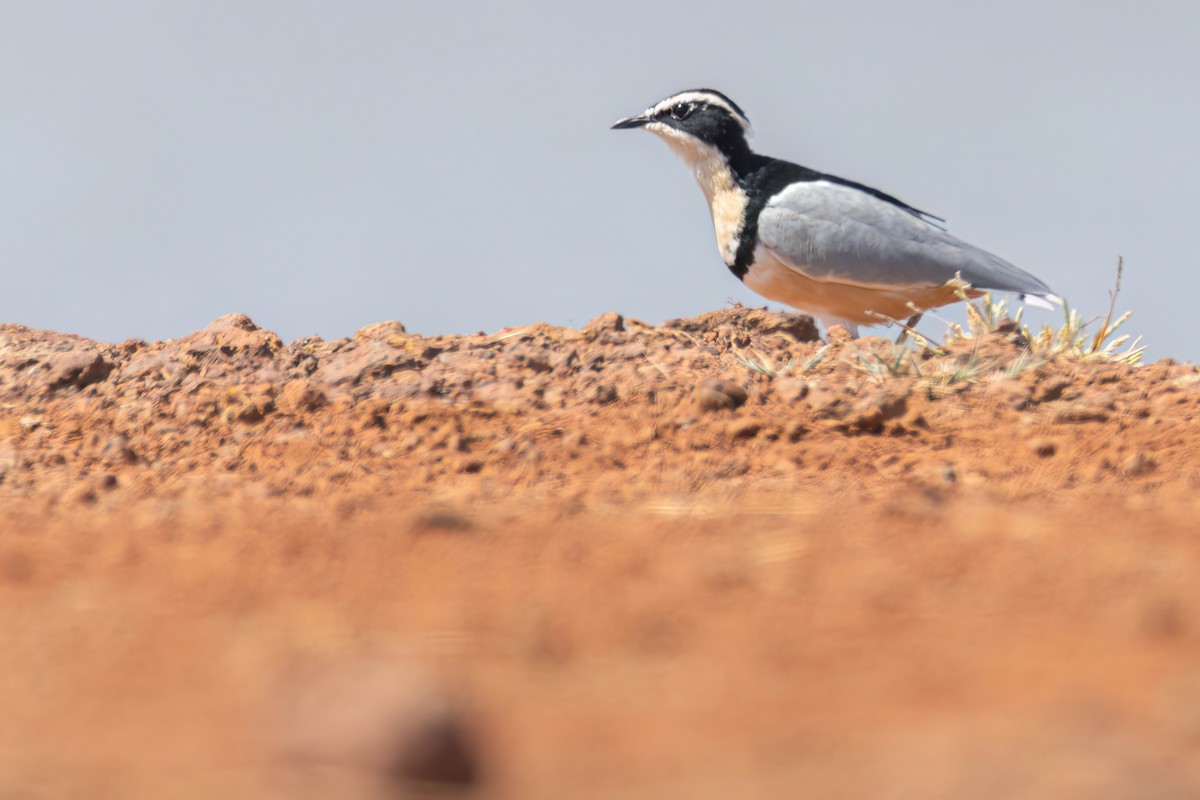 ナイルチドリ - ML646036790