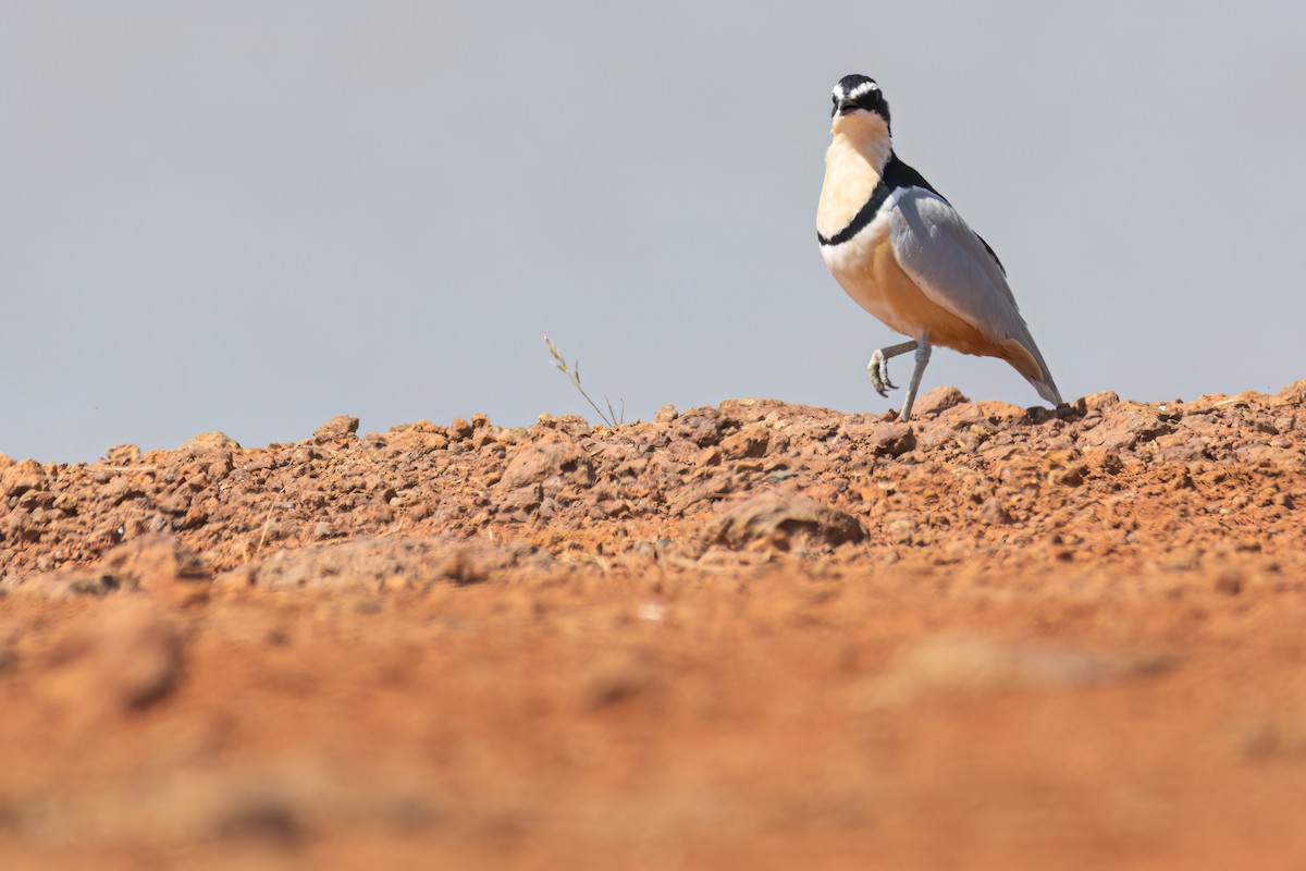 ナイルチドリ - ML646036791