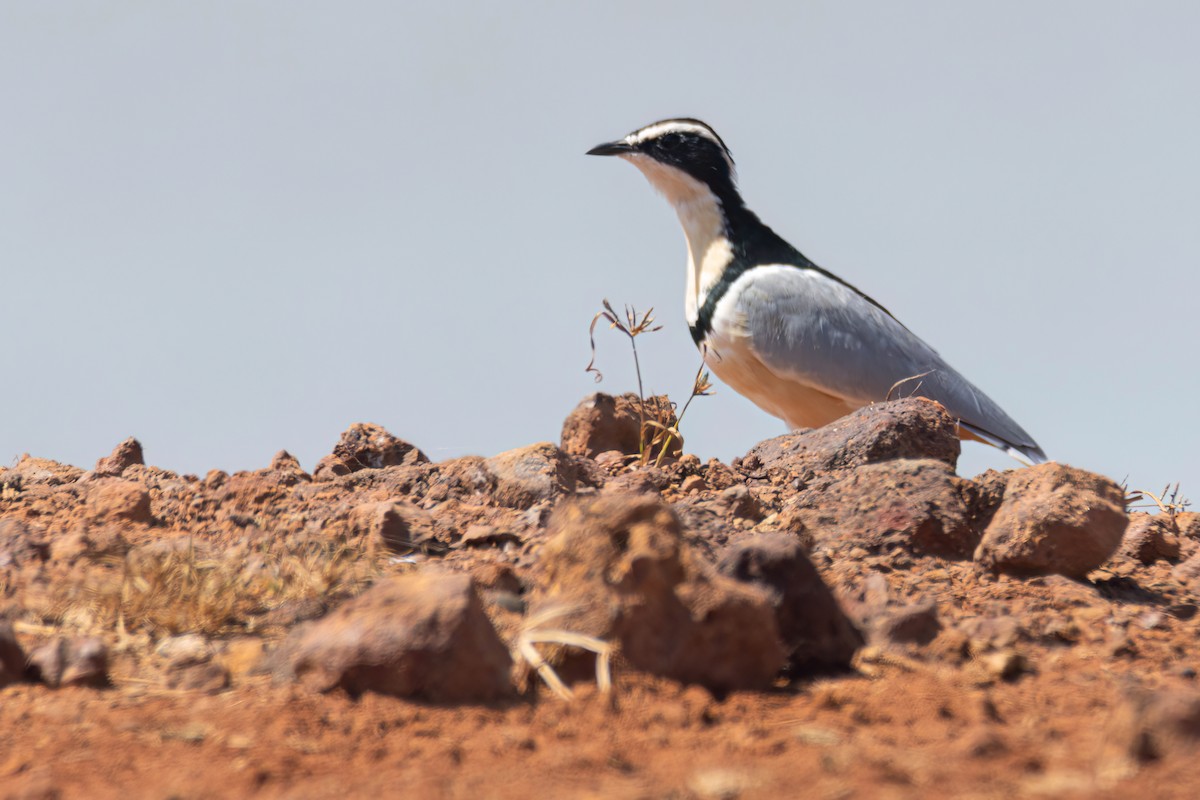 ナイルチドリ - ML646036792