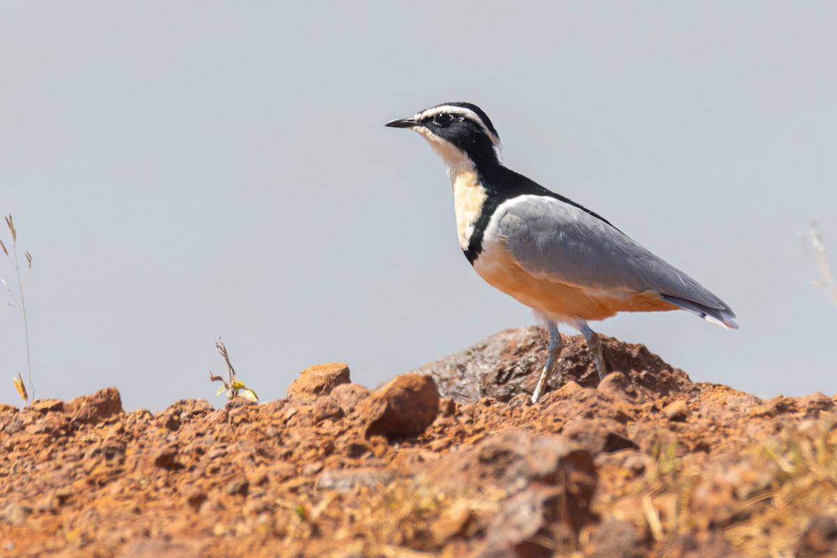 ナイルチドリ - ML646036793