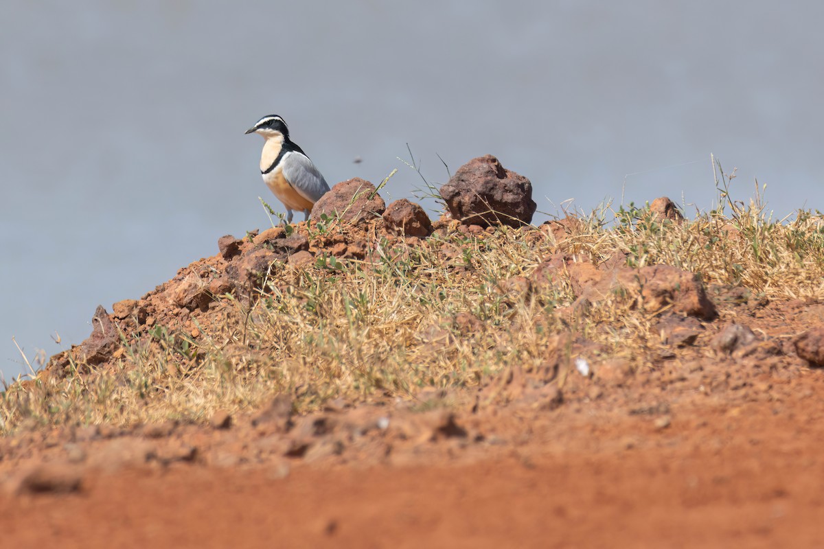 ナイルチドリ - ML646036794