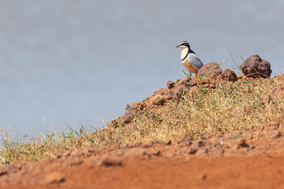 ナイルチドリ - ML646036795