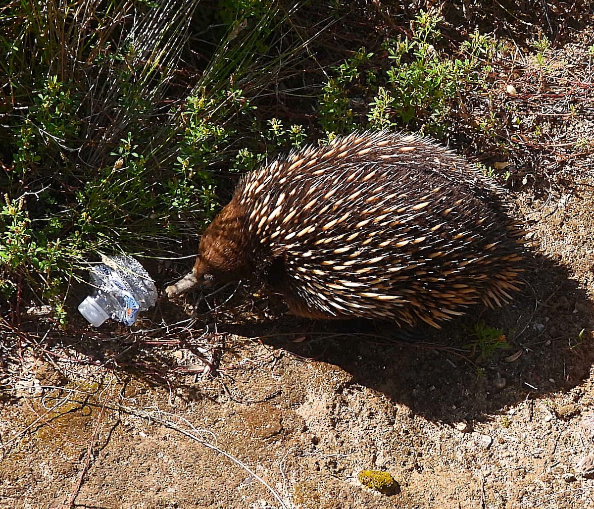 Eastern Short-beaked Echidna - ML646036799