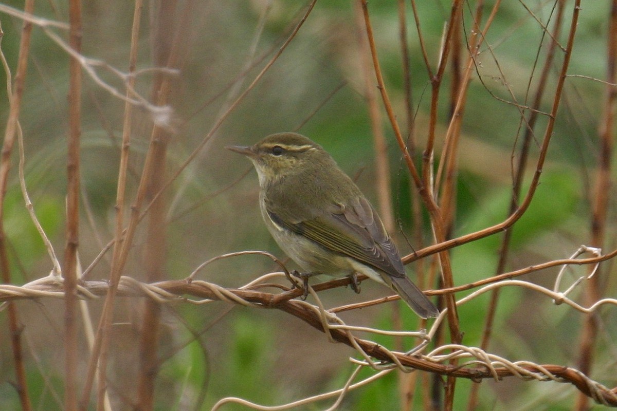 Kamchatka Leaf Warbler - ML646036800