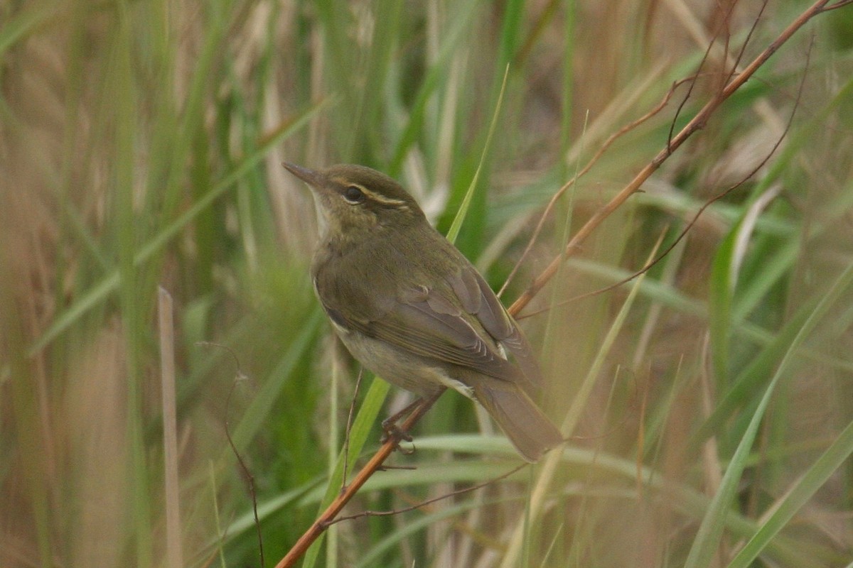 Kamchatka Leaf Warbler - ML646036801