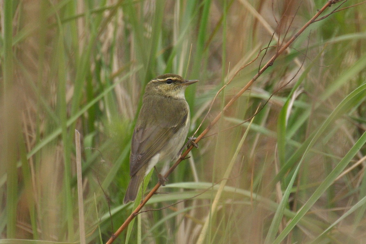 Kamchatka Leaf Warbler - ML646036802