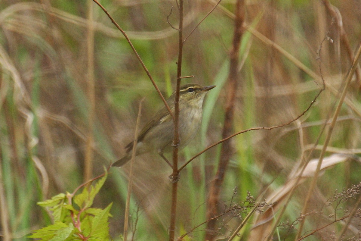 Kamchatka Leaf Warbler - ML646036803