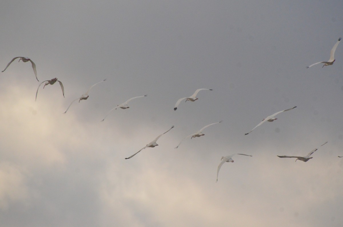 Ібіс білий - ML646036805