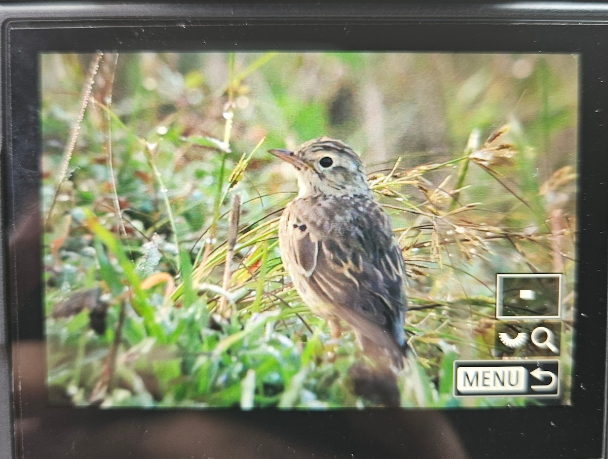 Calandro di Blyth - ML646036806