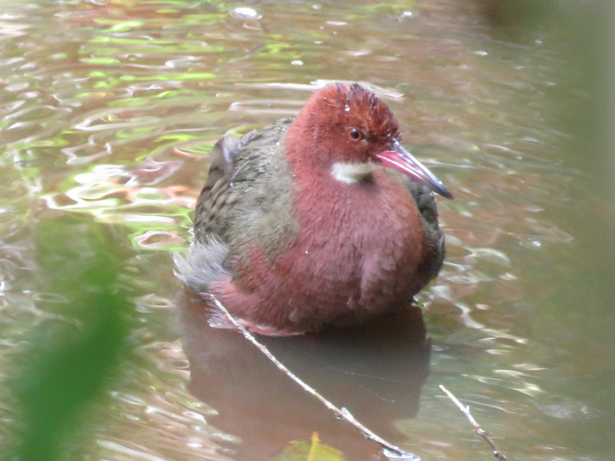 ノドジロクイナ - ML646036812