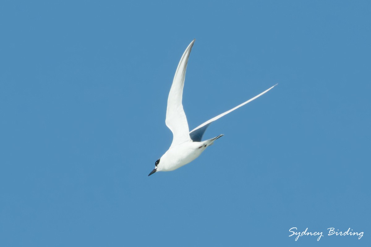 メリケンアジサシ - ML646036814