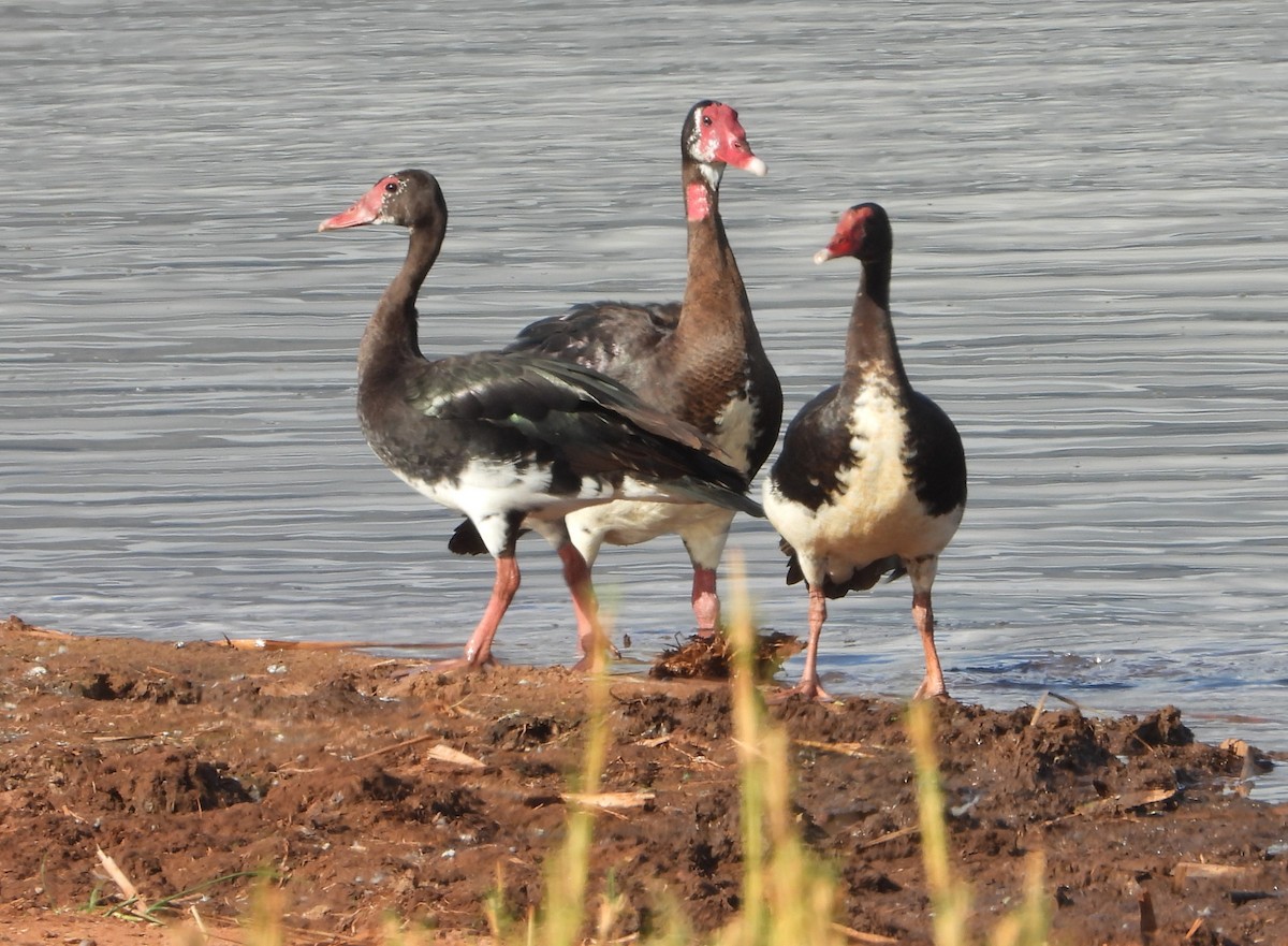 ツメバガン - ML646036815