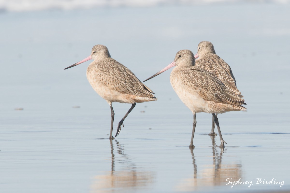 アメリカオオソリハシシギ - ML646036816