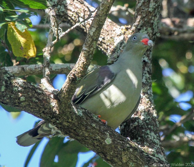 アフリカアオバト - ML646036817