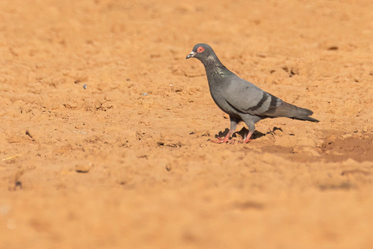 カワラバト（ドバト、家畜型） - ML646036818