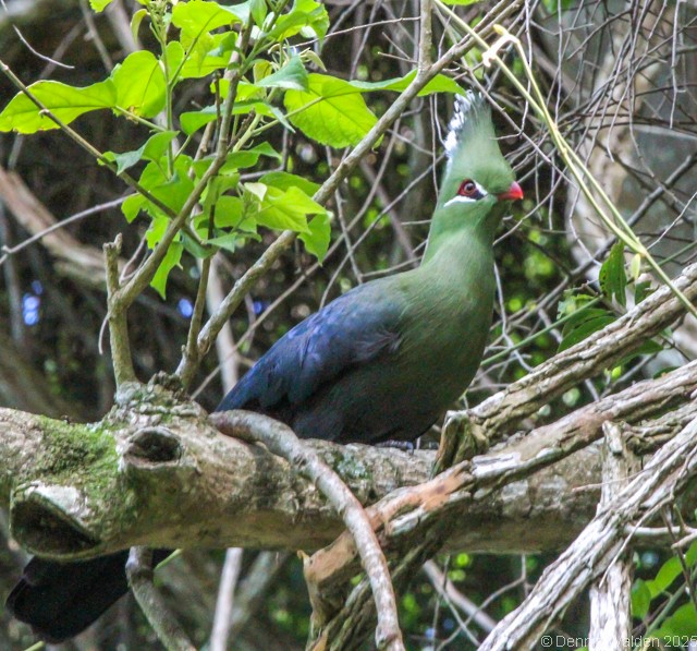 リビングストンエボシドリ - ML646036819