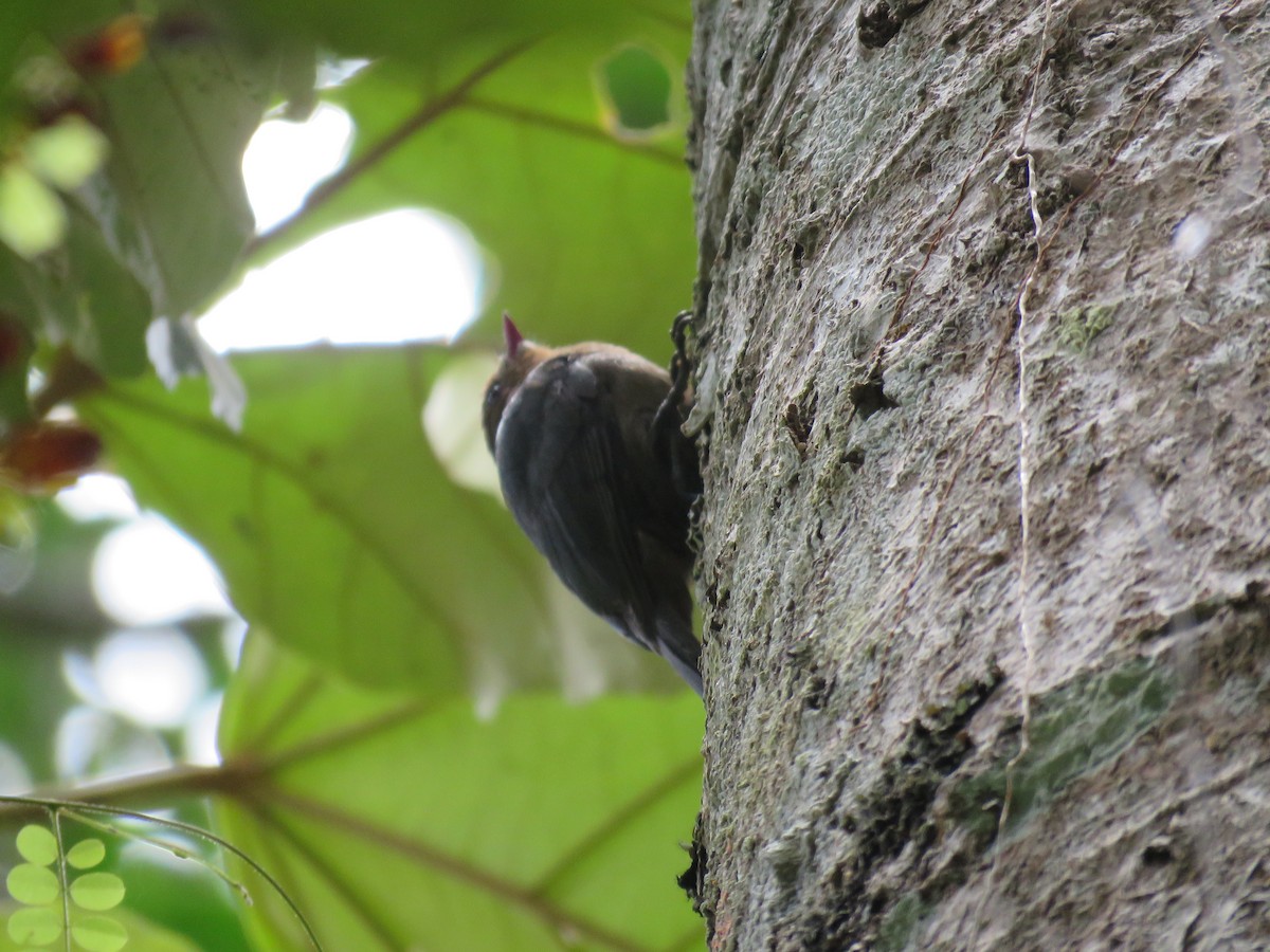 ベニバシゴジュウカラモズ - ML646036820