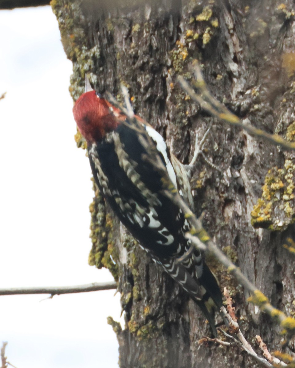 ムネアカシルスイキツツキ - ML646036821