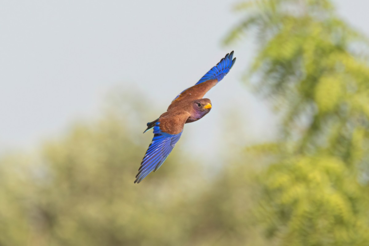 アフリカブッポウソウ - ML646036823