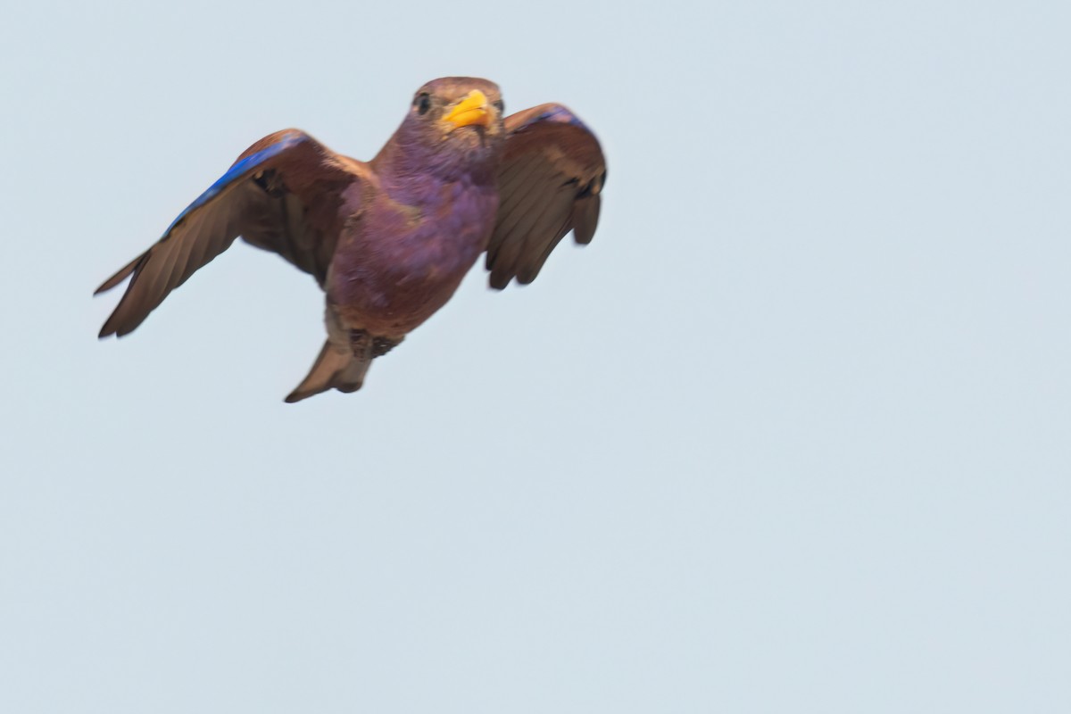 アフリカブッポウソウ - ML646036824