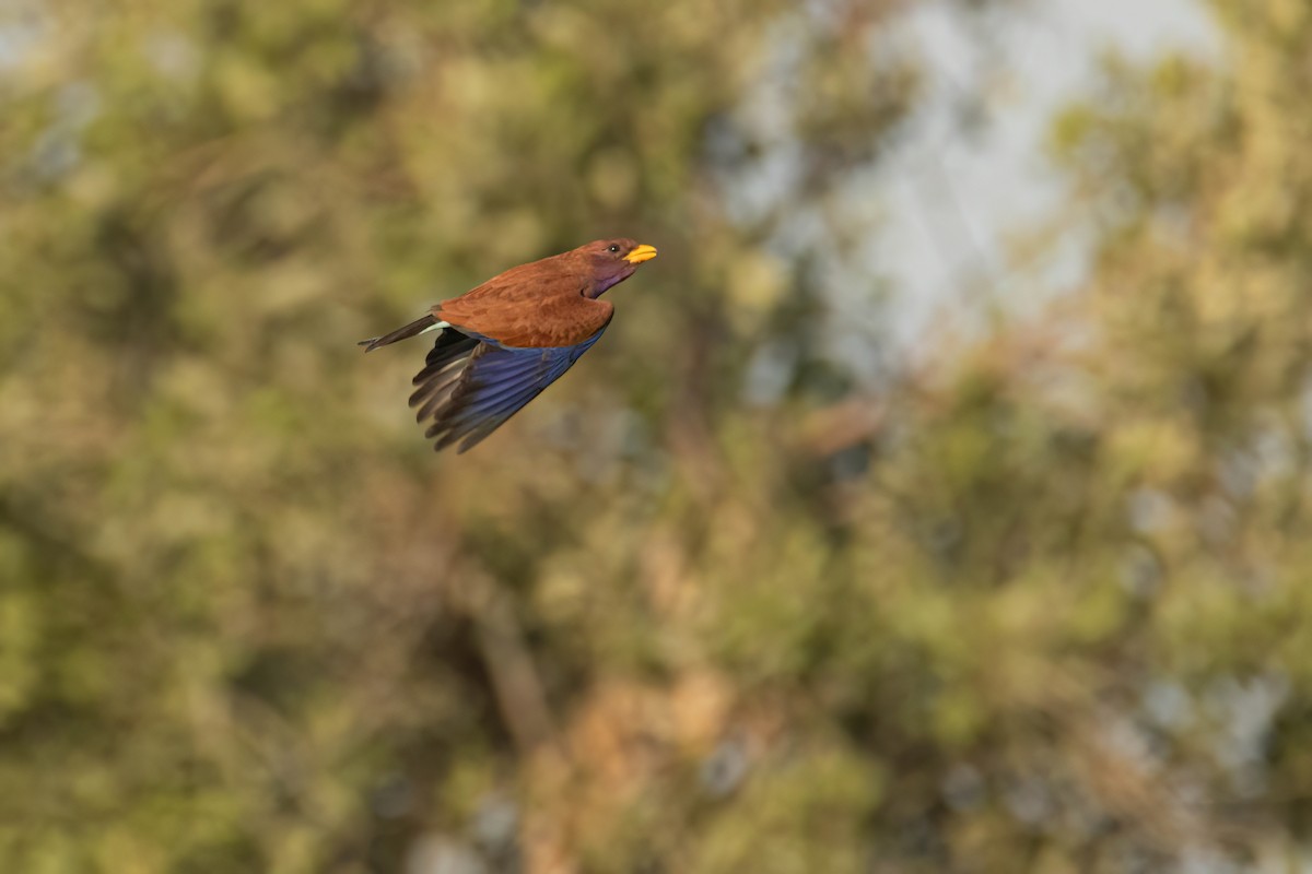 アフリカブッポウソウ - ML646036828