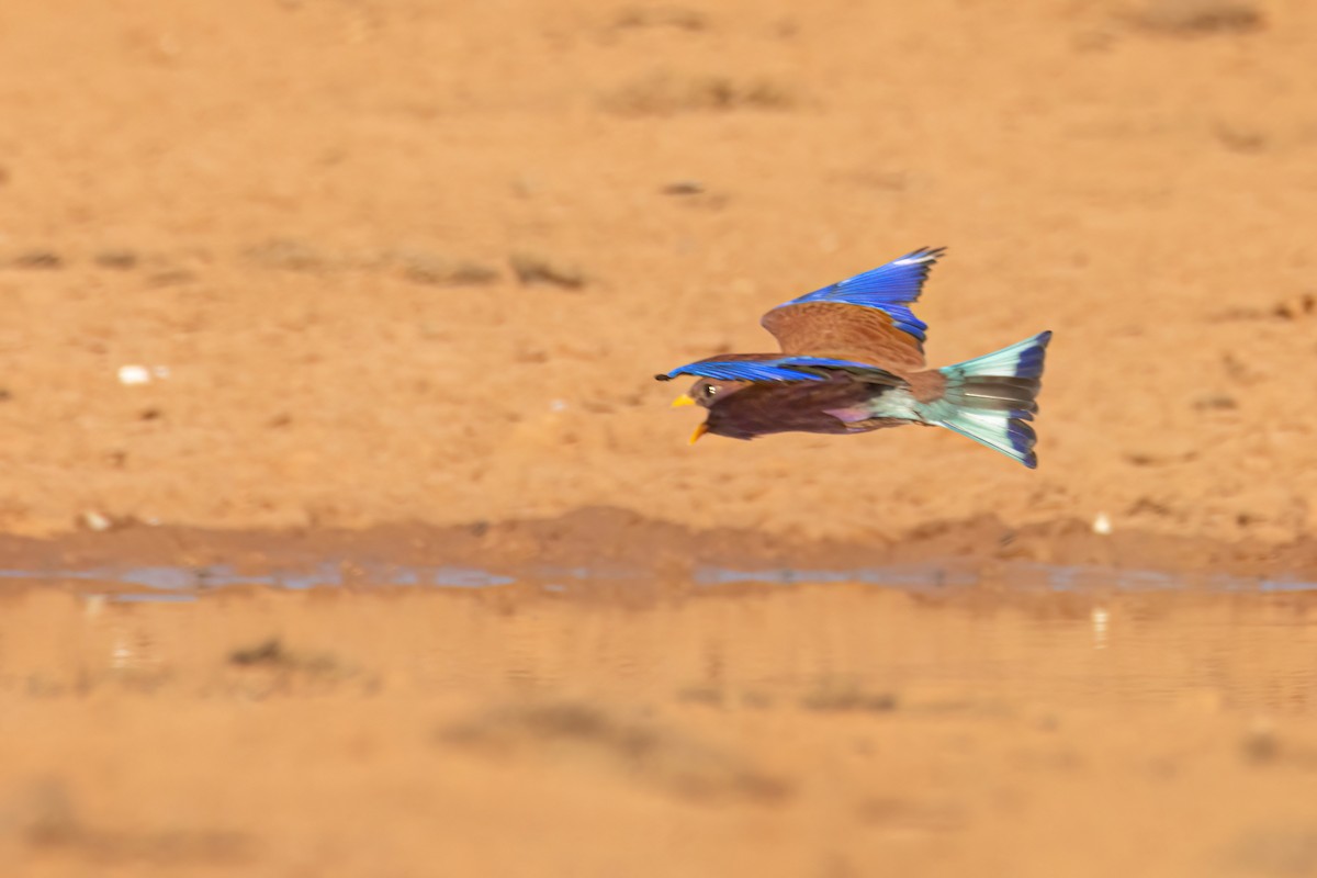 アフリカブッポウソウ - ML646036829