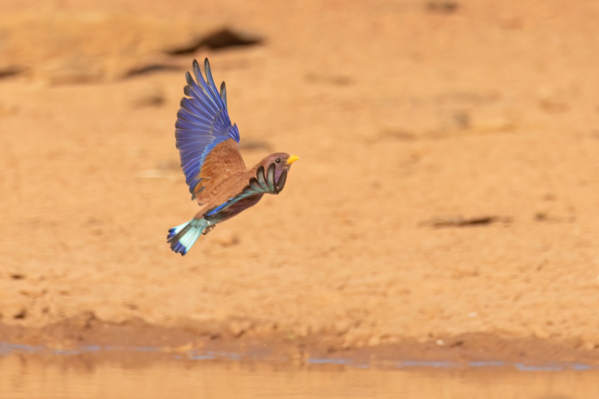 アフリカブッポウソウ - ML646036830