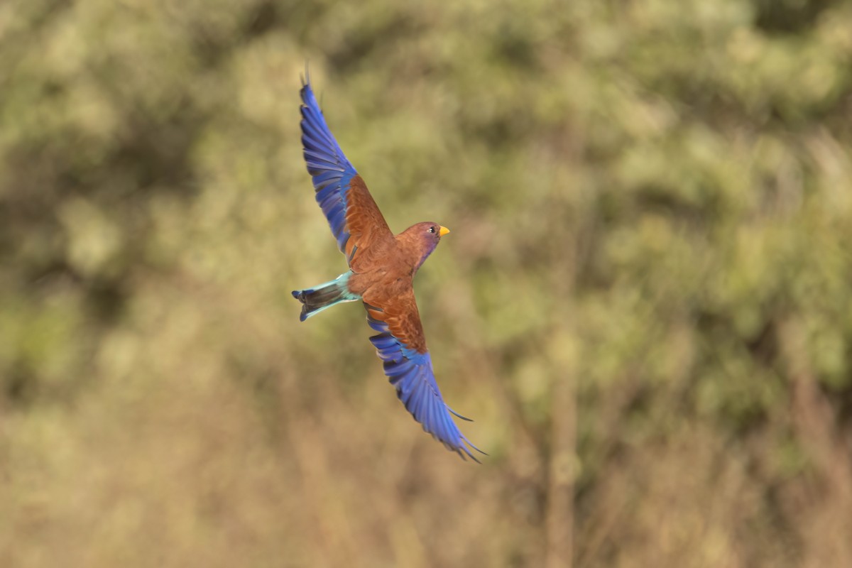 アフリカブッポウソウ - ML646036831