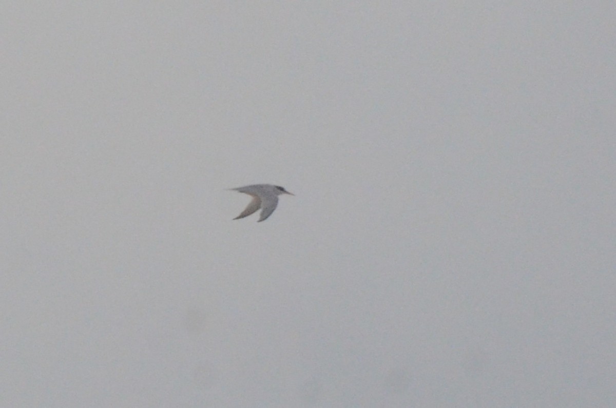 アメリカコアジサシ - ML646036833